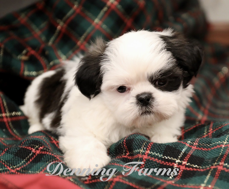 Teddybear Male Black and  Brown 