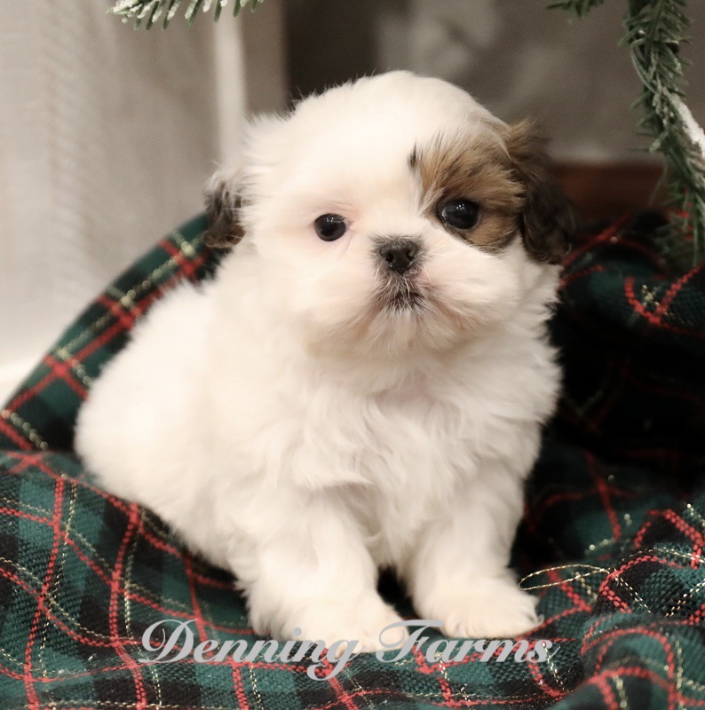 Teddybear male Black and brown 