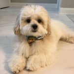 puppy sold