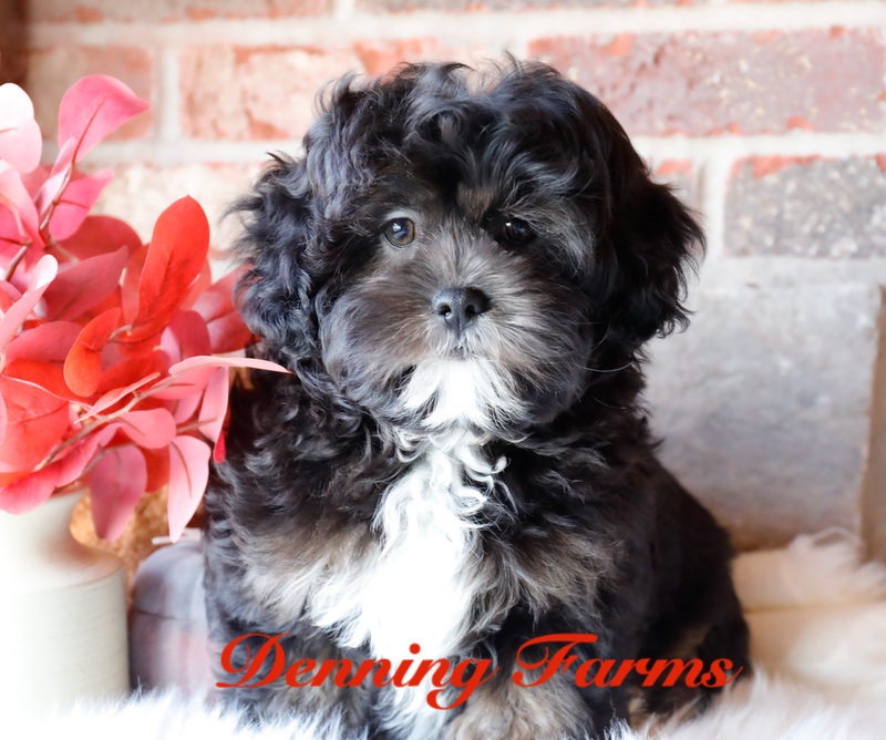 Teddybear male Black and brown 