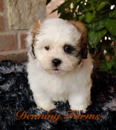 Teddybear Puppies for Sale | Teddy Bear Puppy Farm | Denning Farms ...