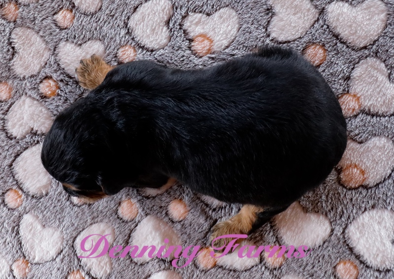 Cavalier Puppies for Sale | Denning Farms Cavalier Breeders | Houghton IA