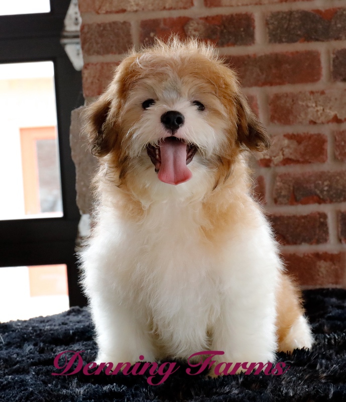 Teddybear Puppies for Sale | Teddy Bear Puppy Farm | Denning Farms ...