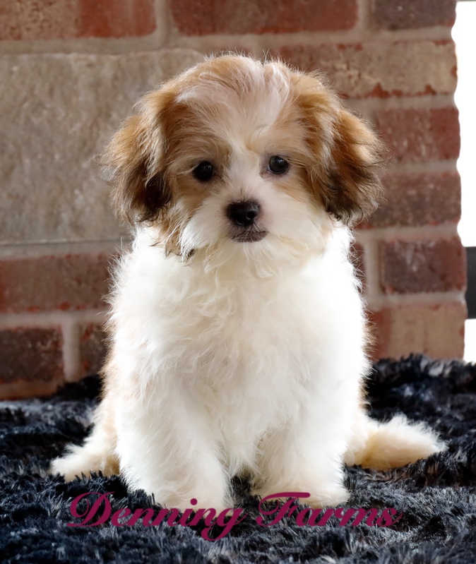 Teddybear Puppies for Sale | Teddy Bear Puppy Farm | Denning Farms ...