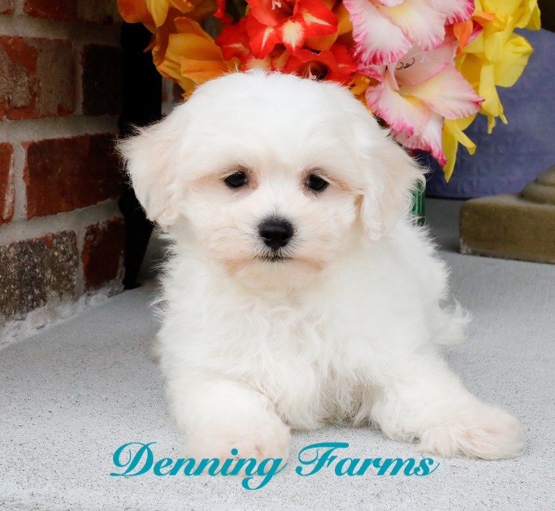 Find Your Perfect Companion: Maltipoo Puppies for Sale %🤑