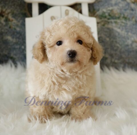 Maltipoo Puppies for Sale | Denning Farms Maltipoo Breeder | Iowa