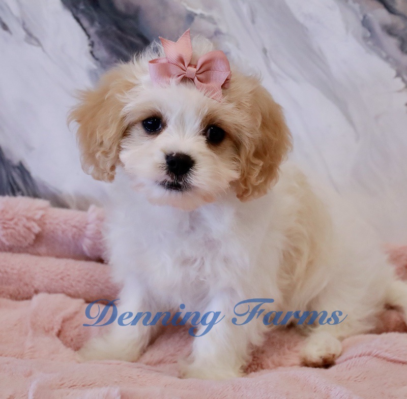 Teacup cavachon best sale puppies for sale