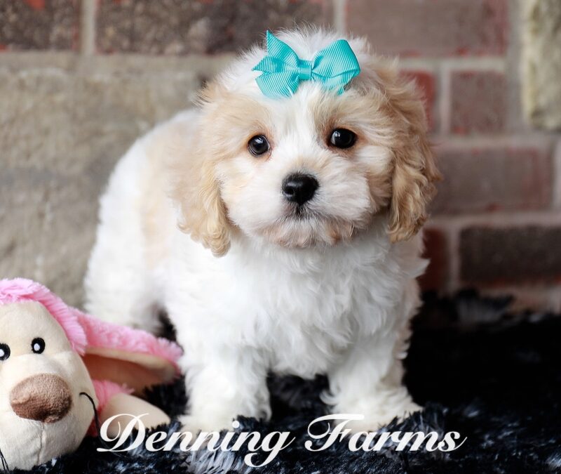 Cavachon Puppies For Sale