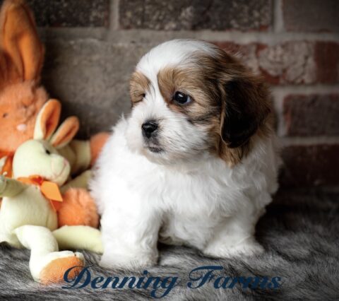 Teddybear Puppies for Sale | Teddy Bear Puppy Farm | Denning Farms ...
