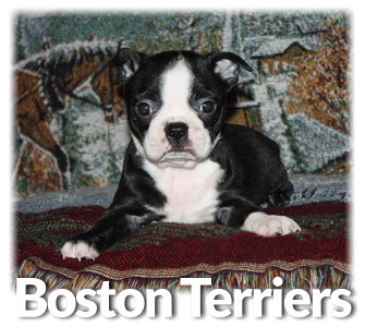 Boston Terrier Puppies for Sale