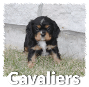 Cavalier Puppy Information