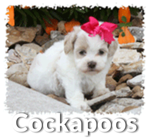 Cockapoo dog and puppy information