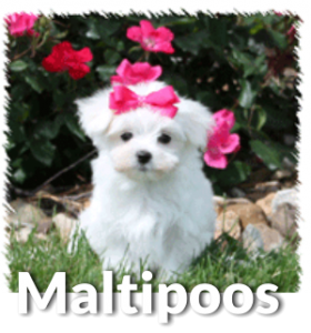 About Maltipoos, Denning Farms