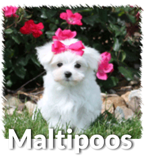 About Maltipoo Puppies Temperament