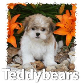 teddy bear teddy bear dog