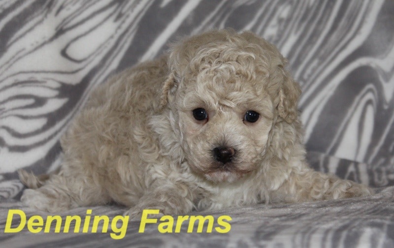 Maltipoo Puppies For Sale Denning Farms Maltipoo Breeder Iowa