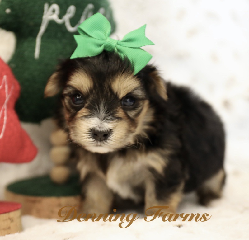 Teddybear male Black and brown 