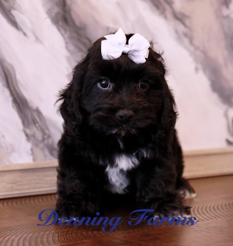 Cockapoo Puppies for Sale | Denning Farms Cockapoo Breeder | Houghton IA