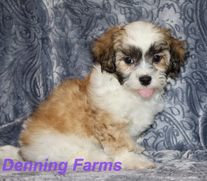 Teddy Bear Puppies For Sale In Iowa