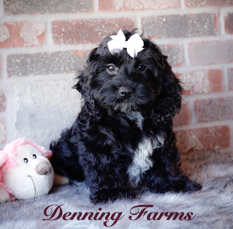 Cockapoo Puppies for Sale | Denning Farms Cockapoo Breeder | Houghton IA