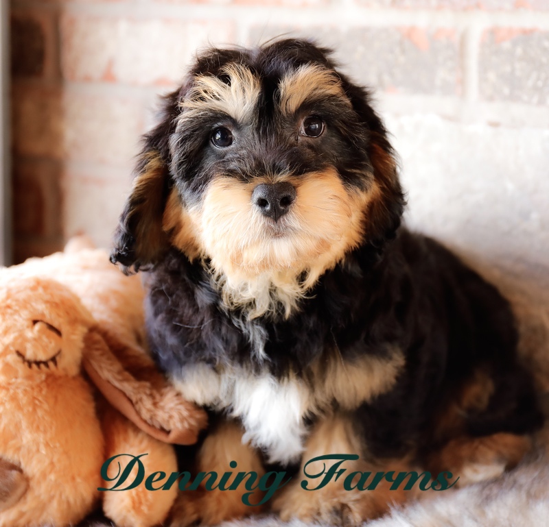 Cavachon for Sale Near Me A Comprehensive Guide