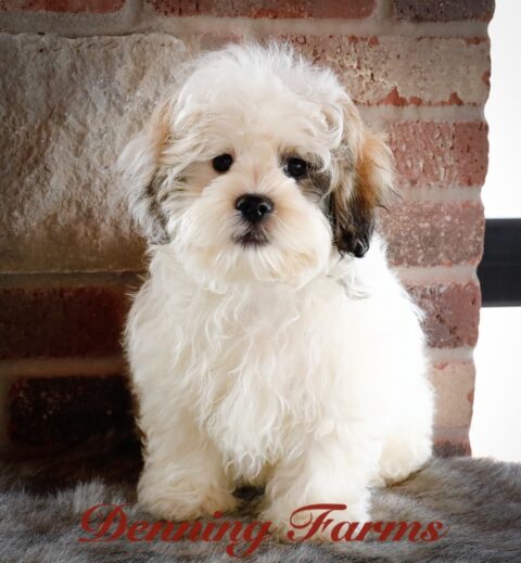 Teddybear Puppies for Sale | Teddy Bear Puppy Farm | Denning Farms ...