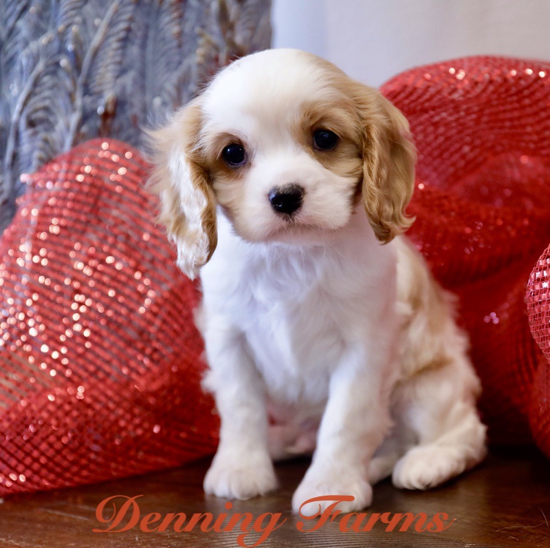 Cavalier Puppies for Sale Denning Farms Cavalier Breeders Houghton IA