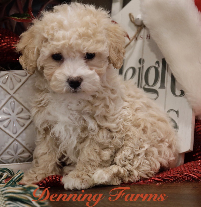 Maltipoo Puppies for Sale | Denning Farms Maltipoo Breeder | Iowa