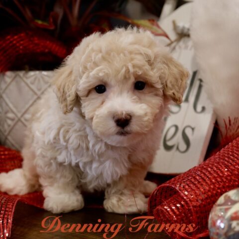 Maltipoo Puppies for Sale | Denning Farms Maltipoo Breeder | Iowa