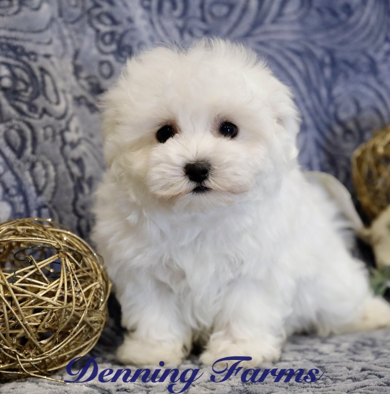 Maltipoo Puppies for Sale | Denning Farms Maltipoo Breeder | Iowa