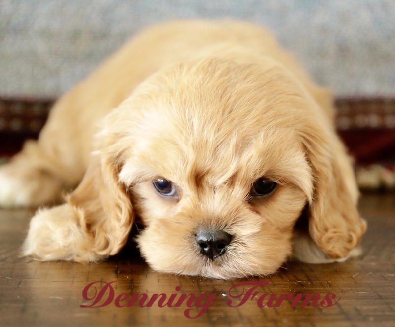 Cavachon for Sale Near Me Discover The Best Cavy