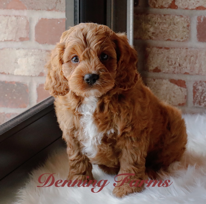 Cavachon Puppies for Sale | Cavachon Breeder | Denning Farms Houghton IA