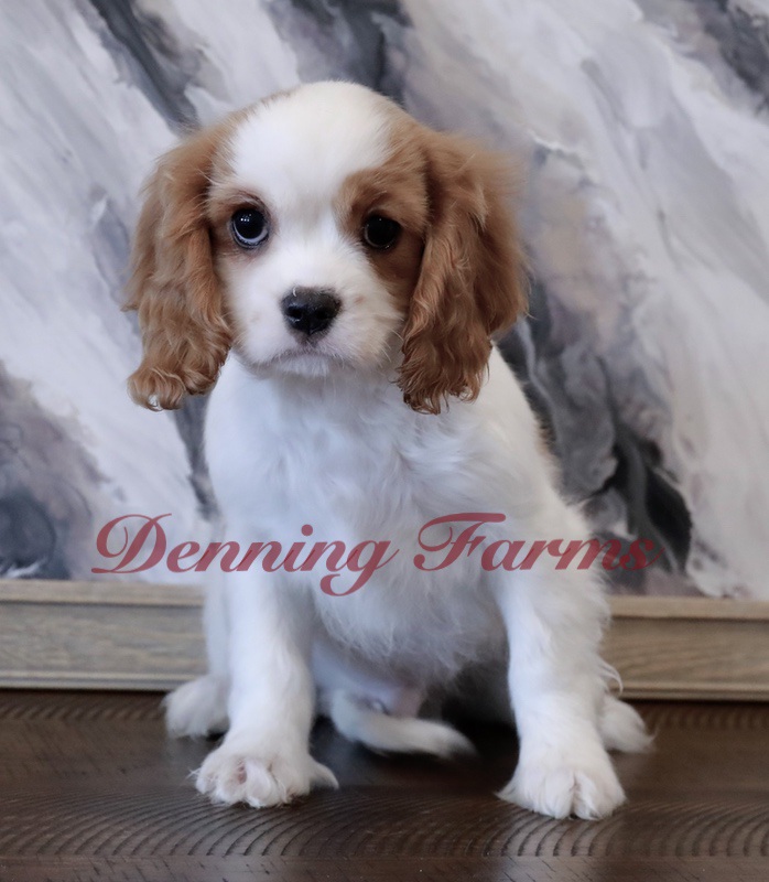 Cavalier Puppies for Sale | Denning Farms Cavalier Breeders | Houghton IA