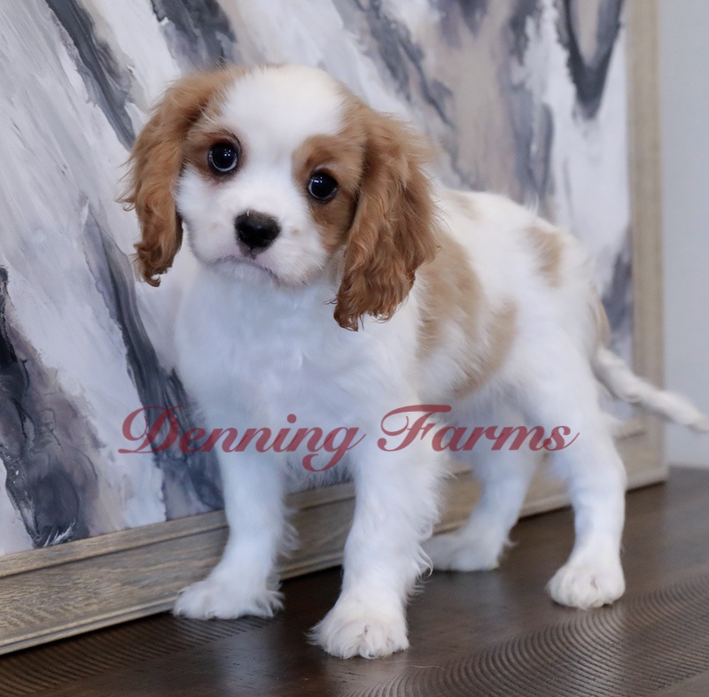 Cavalier Puppies for Sale | Denning Farms Cavalier Breeders | Houghton IA