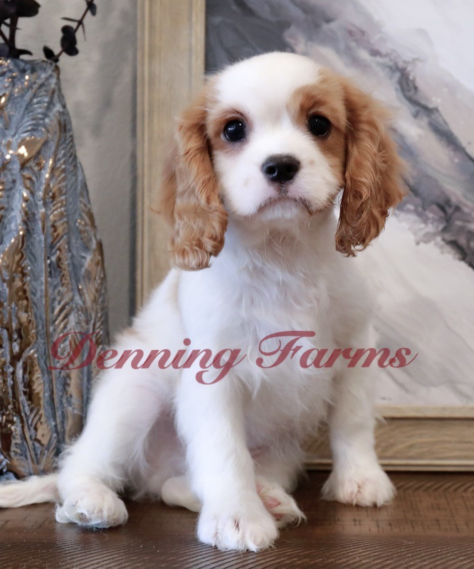 About Cavalier Puppies | Temperament, Behavior, Life-span, Size, Age, Color