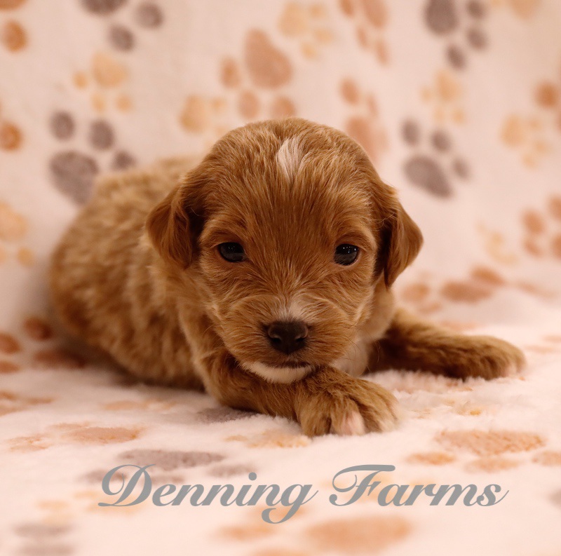 Cockapoo Puppies for Sale | Denning Farms Cockapoo Breeder | Houghton IA