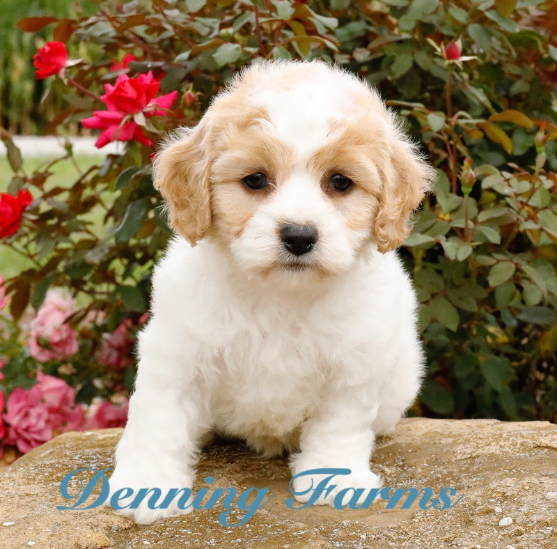 Cavachon Puppies for Sale | Cavachon Breeder | Denning Farms Houghton IA