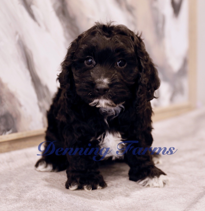 Cockapoo Puppies for Sale | Denning Farms Cockapoo Breeder | Houghton IA