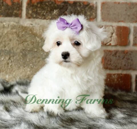 Maltipoo Puppies for Sale | Denning Farms Maltipoo Breeder | Iowa