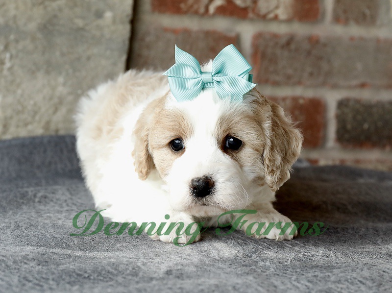 Cavachon Puppies for Sale | Cavachon Breeder | Denning Farms Houghton IA