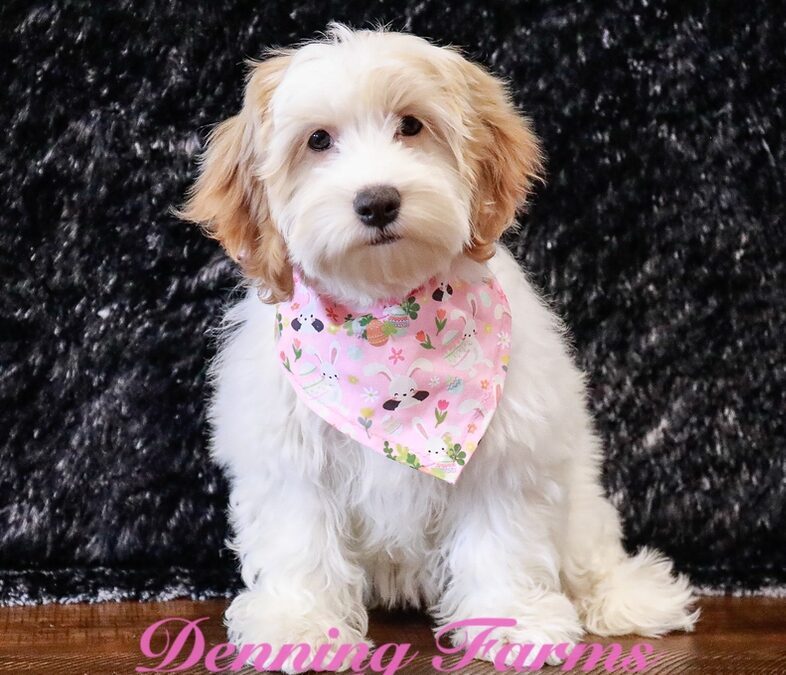 Cockapoo Puppies for Sale