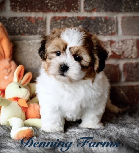 Teddybear Puppies for Sale | Teddy Bear Puppy Farm | Denning Farms ...