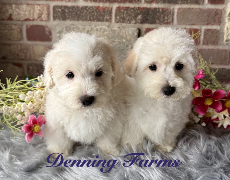 Little Rascals Litter