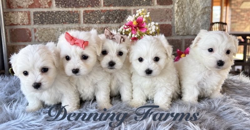 Hawkeye Litter