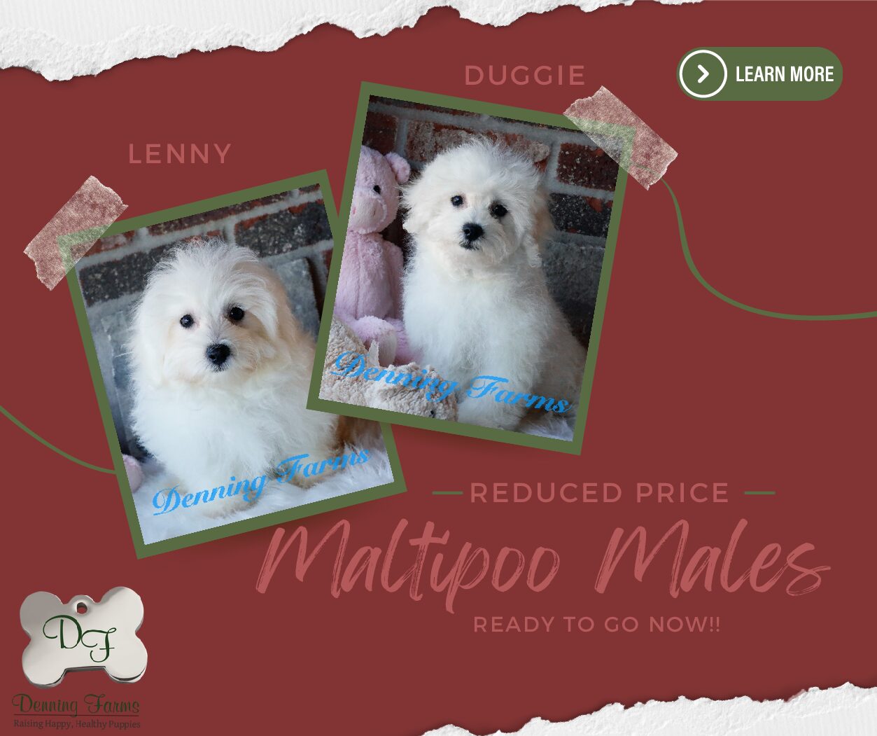 Find Your Perfect Companion: Maltipoo Puppies for Sale %🤑