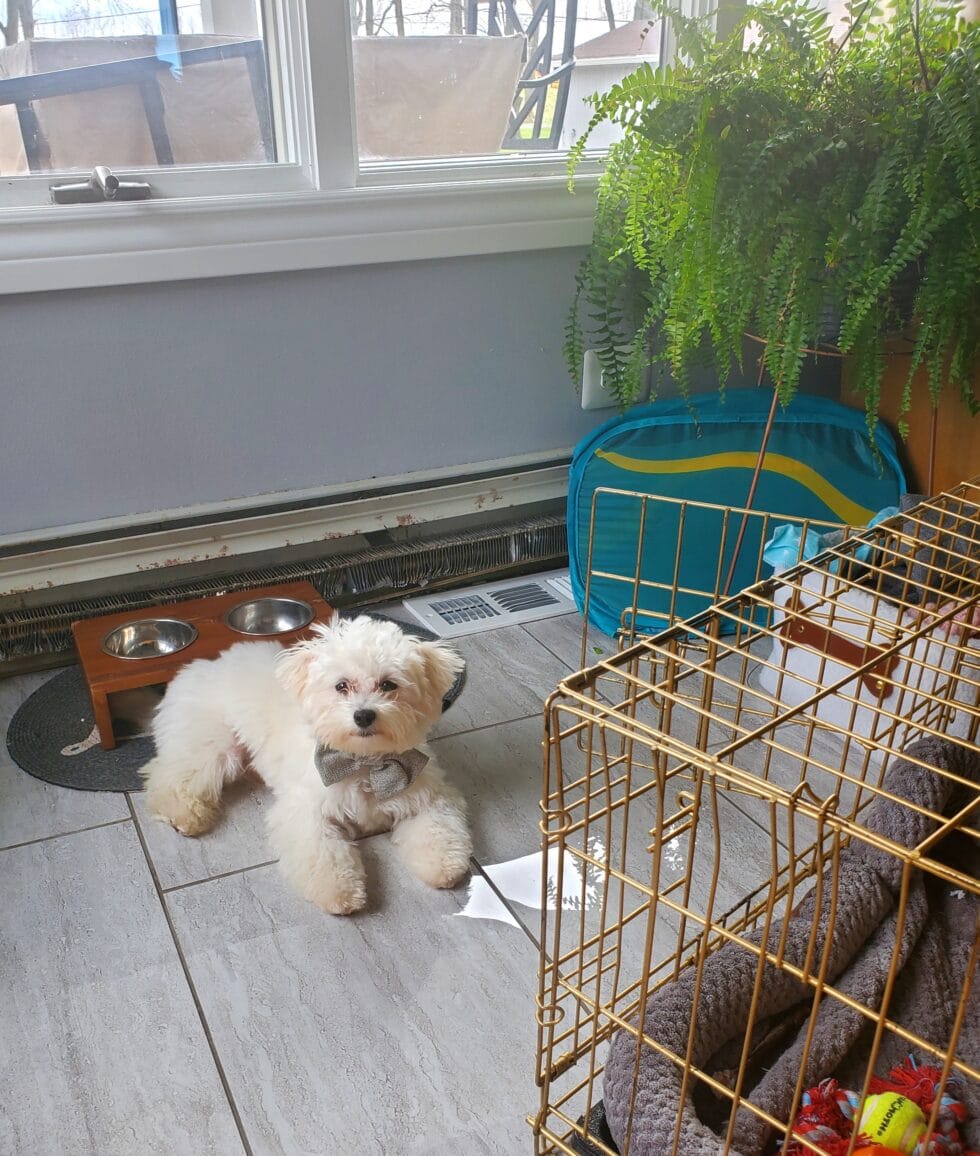 Testimonials Denning Farms Puppies