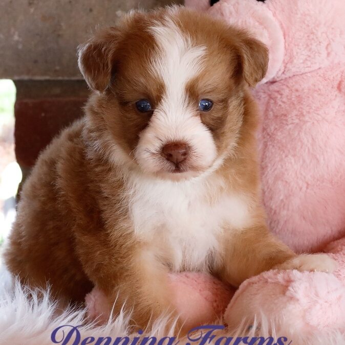 Pomapoo Puppies for Sale