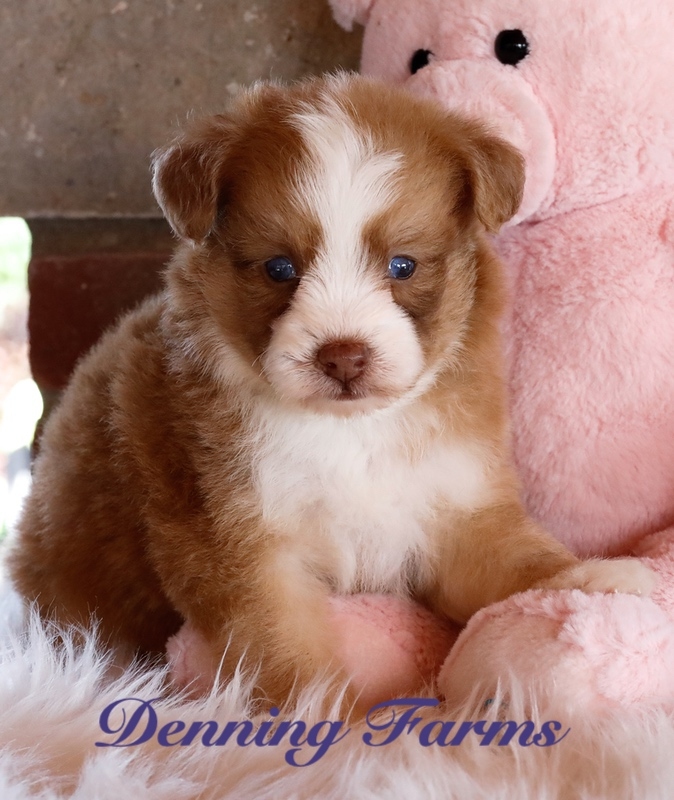 Cavachon for sale