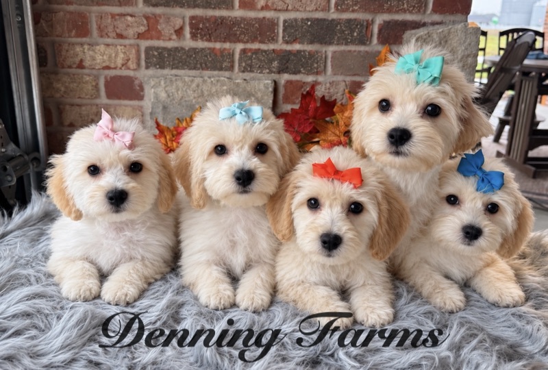 Superstar Litter