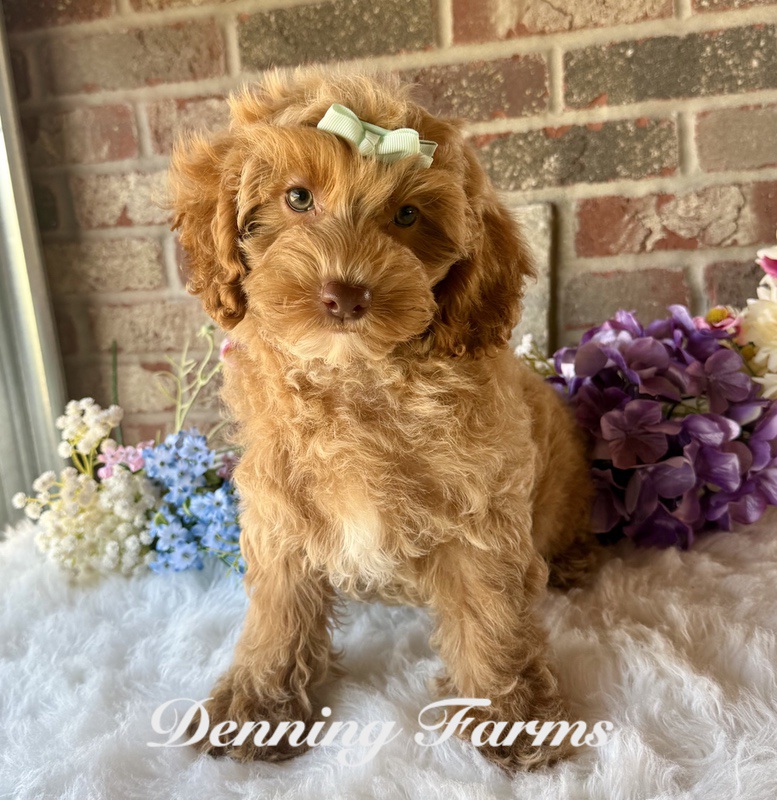 Daphne